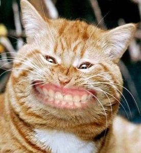 Cat-smiling